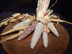 Plain ol' Indian corn? Look again. Cultured pearls. 