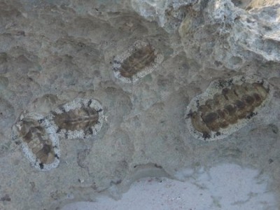Trilobite fossils?