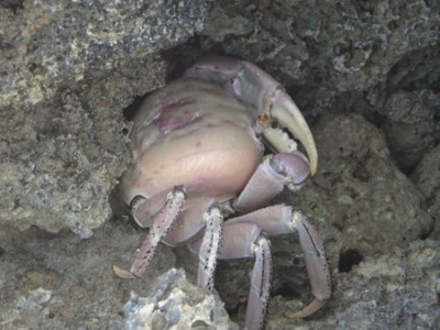 GIANT crab