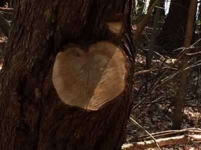 The heart in the tree